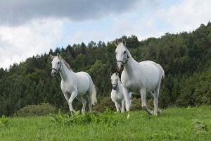 Lipizzaner: Die berühmten Spanier kommen aus der Steiermark
