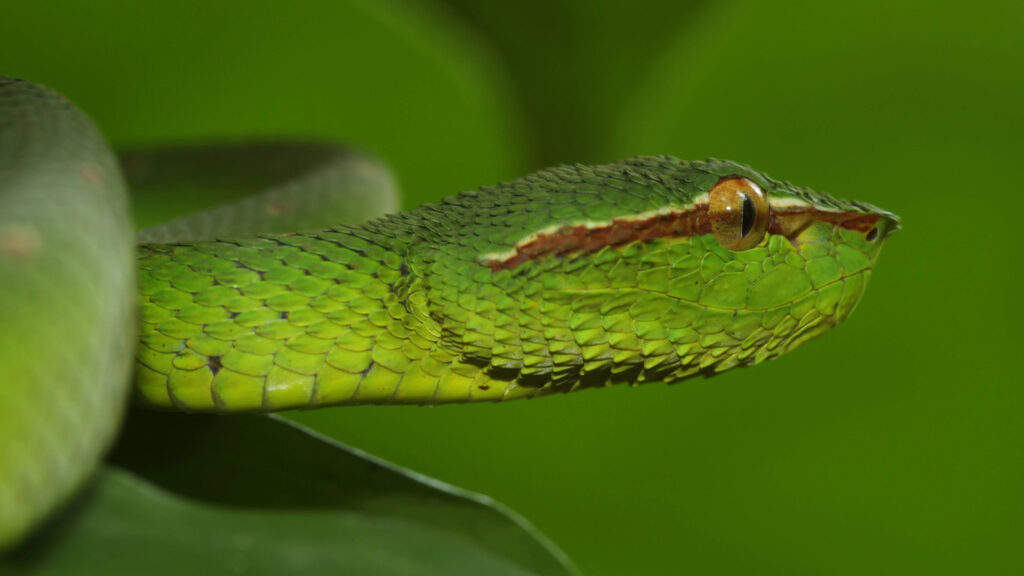 Die giftigsten Schlangen der Welt