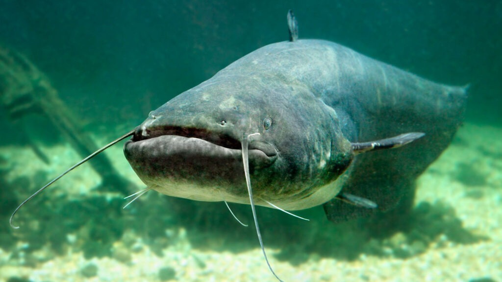 Die Legende vom Monsterfisch: Wie gefährlich sind Welse?