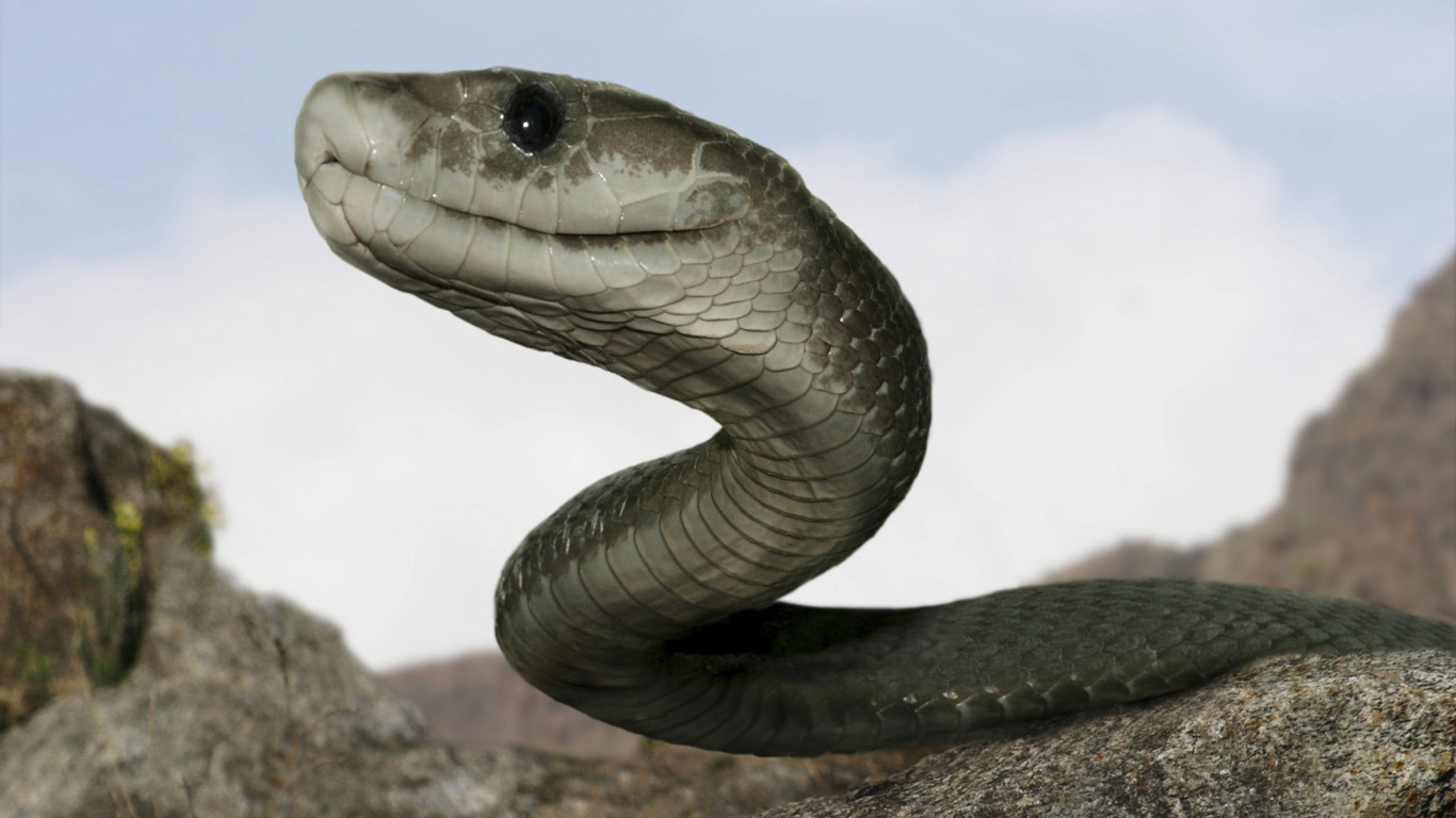 Schwarze Mamba