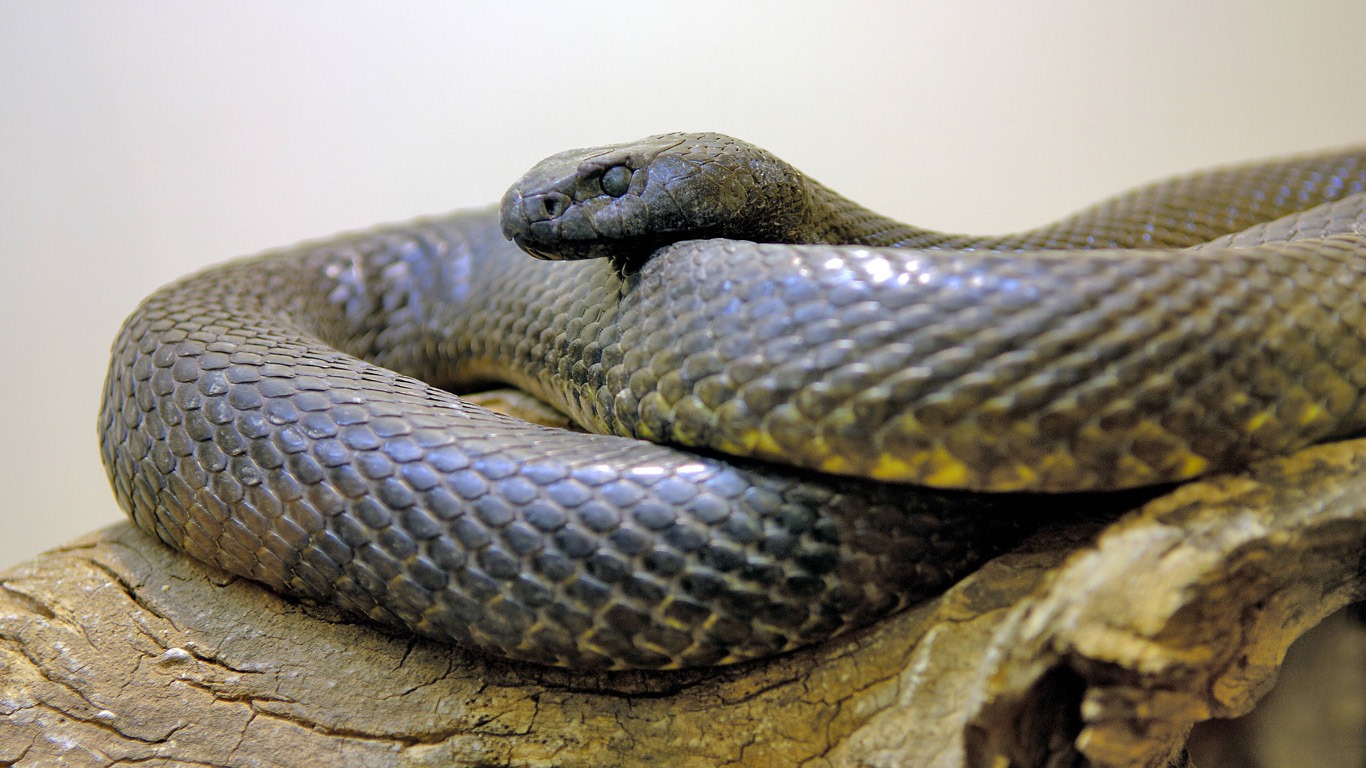 Der Inlandtaipan