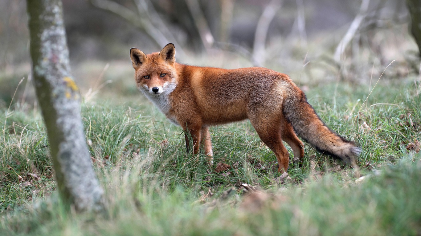 Dachs- und Fuchs-WGs