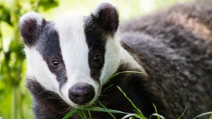dachs-suess-gesicht-istock