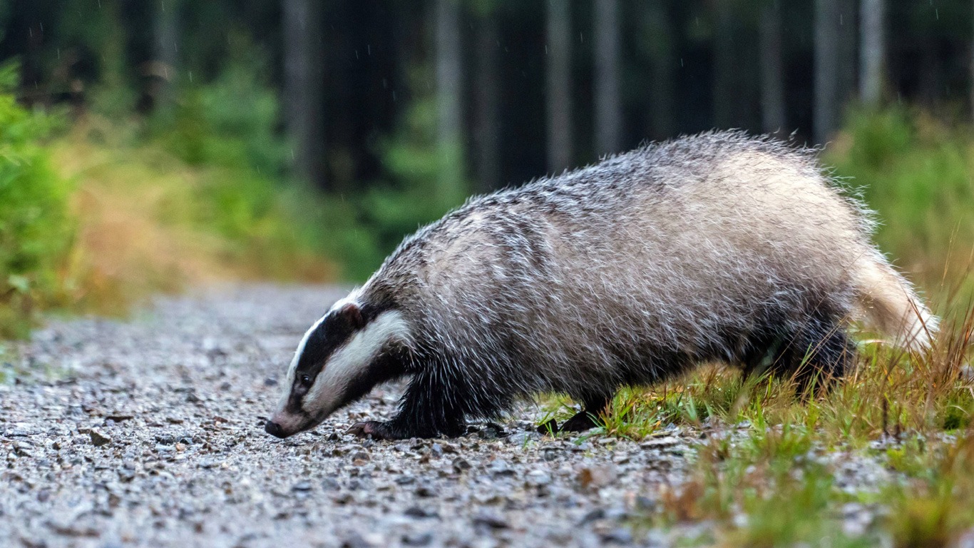 Geheimnisvoller Waldbewohner
