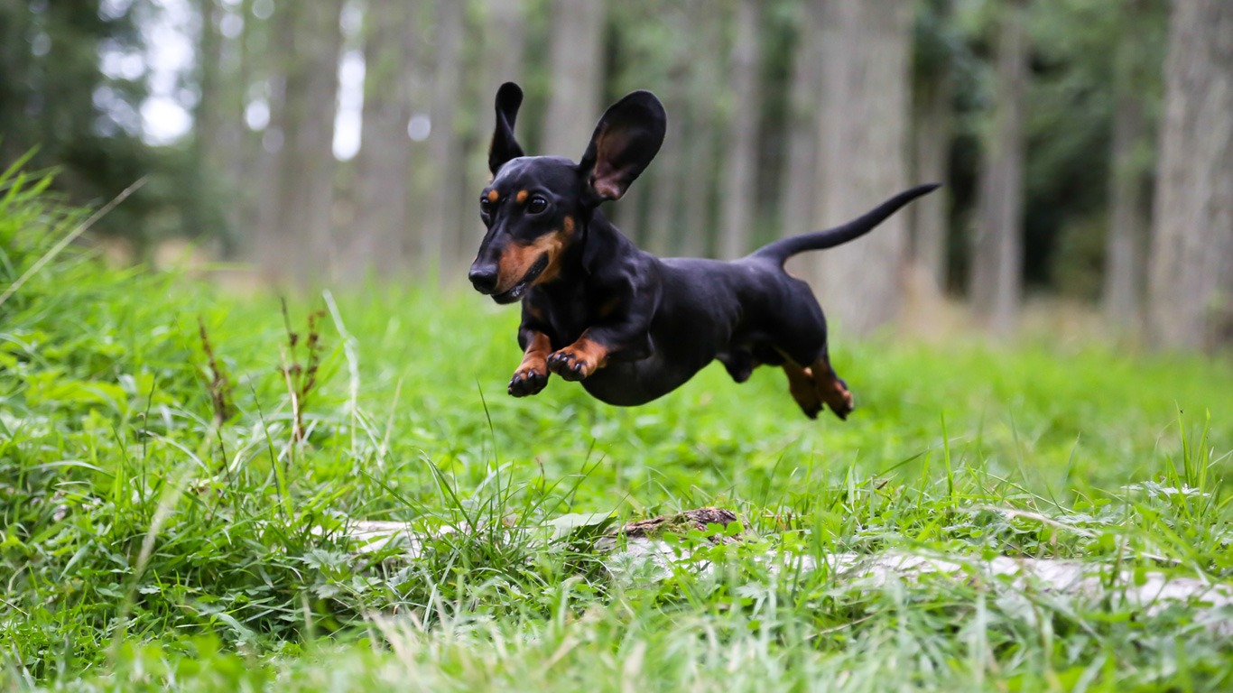Dachshunde