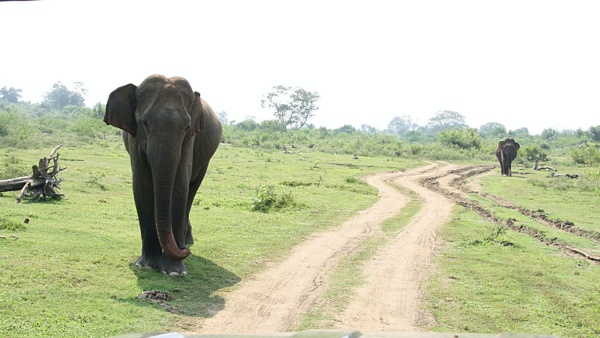 Die Vielfältigkeit Sri Lankas – die bunte Pflanzen- und Tierwelt