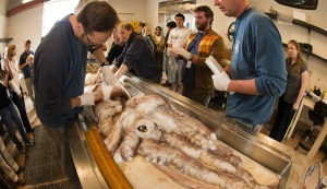 Riesenkalmare: Das Geheimnis der Tiefseemonster