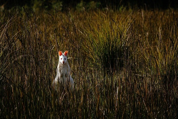 Tasmanien – letzter Zufluchtsort für australische Wildtiere: das Wallaby