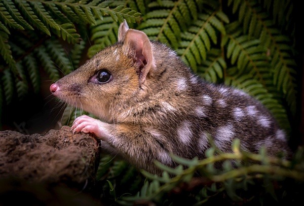 Tasmanien – letzter Zufluchtsort für australische Wildtiere: der Tüpfelbeutelmarder