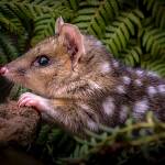 Tasmanien: letzter Zufluchtsort für australische Wildtiere