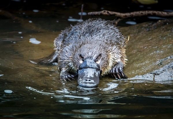 Tasmanien – letzter Zufluchtsort für australische Wildtiere: das Schnabeltier