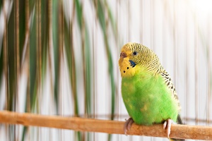 Warum brauchen Ziervögel UV-Licht für ein gesundes Leben?