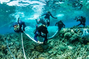 Great Barrier Reef: Künstliche Befruchtung zur Rettung von Korallenriffen