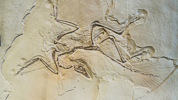 Was Fossilien uns verraten: der Urvogel