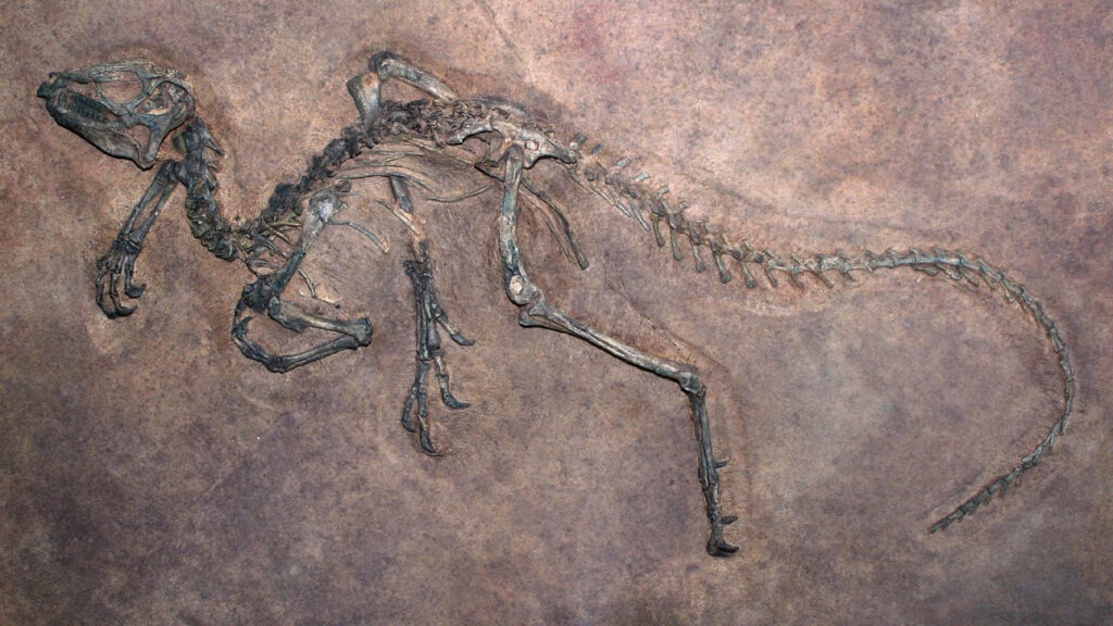 Versteinerte Urwelt: Was Fossilien uns verraten