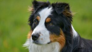 Können Hunde unsere Angst riechen?