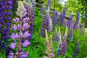 Wunderpflanze: Sind Lupinen das bessere Soja?