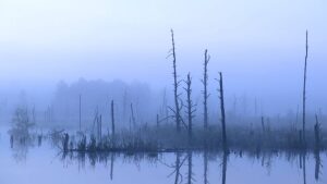 Moorleichen: Die geheimnisvollen Toten aus dem Sumpf