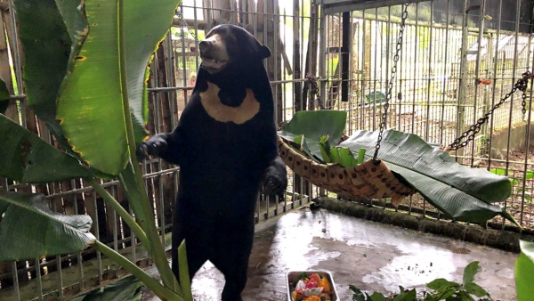 Jungbär-Rettung in Vietnam: Wie es für Pooh weitergeht