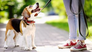 Hunde: Die treuen Gefährten des Menschen