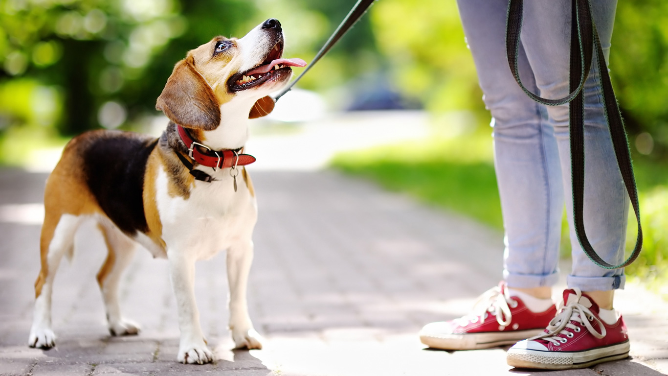 Hunde: Die treuen Gefährten des Menschen