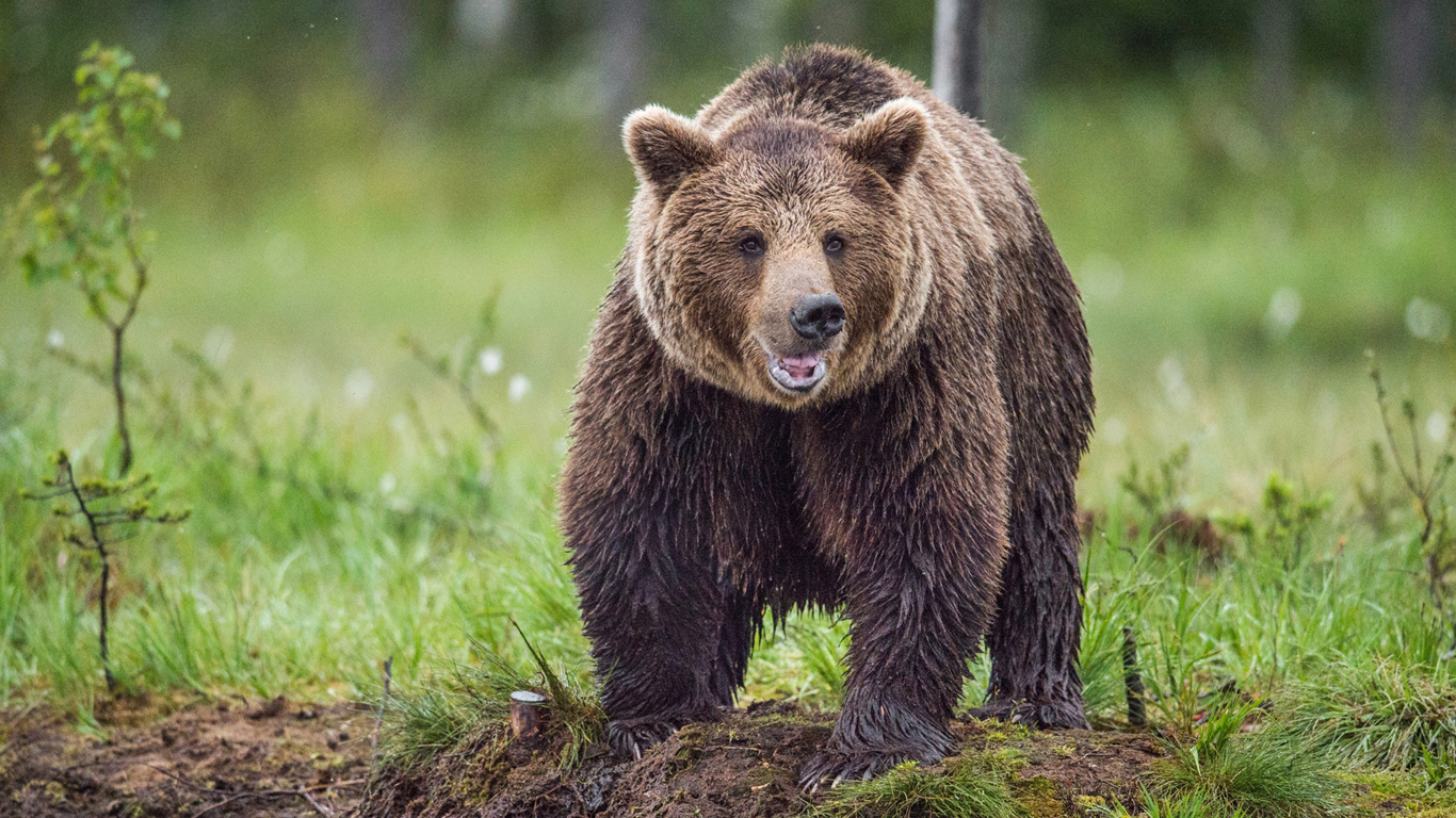 Wie überlebt man eine Bärenattacke?