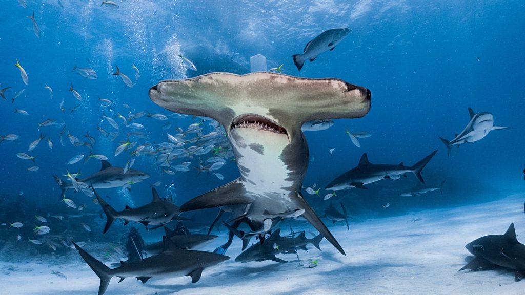 Bogenstirn-Hammerhai: Soziale Haie mit großem Hammerkopf - Welt der Wunder