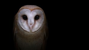 Eulen: Die lautlosen Jäger der Nacht