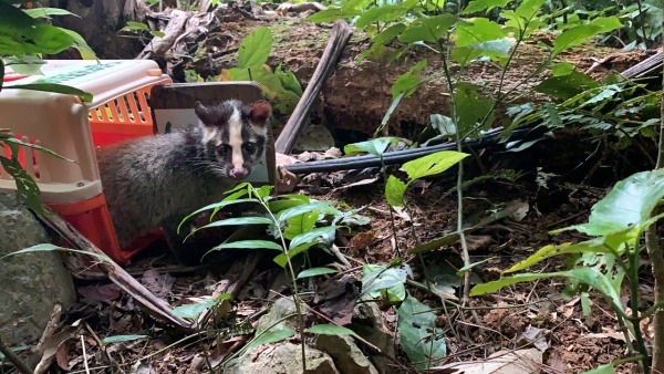 Foto 3: 80 Schleichkatzen in die Freiheit entlassen: intensive Vorbereitung auf die Auswilderung