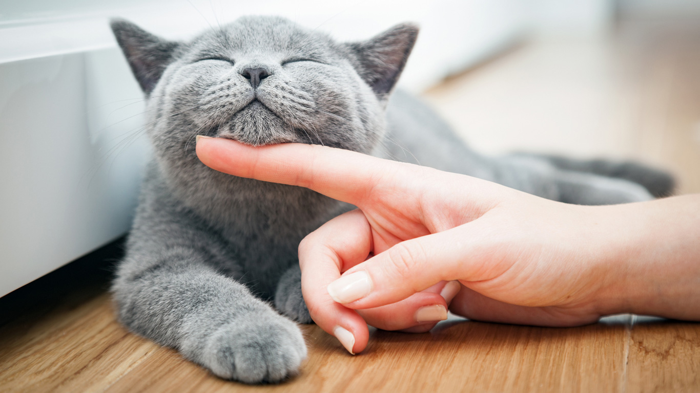 Warum haben Katzen sieben Leben: Eine Karthäuserkatze