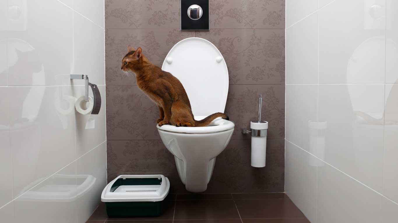 Kann ich meiner Katze beibringen, auf die Toilette zu gehen?