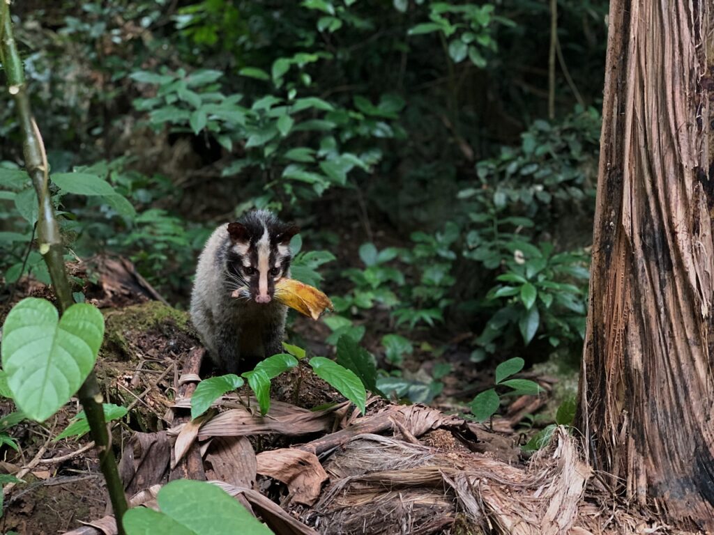 In den Regenwald statt auf den Teller: 80 Schleichkatzen in die Freiheit entlassen