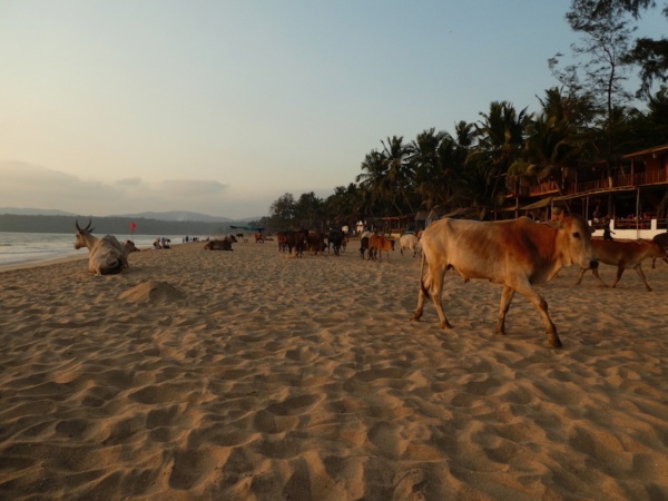 Die heiligen Kühe Indiens: Die Wunschkuh