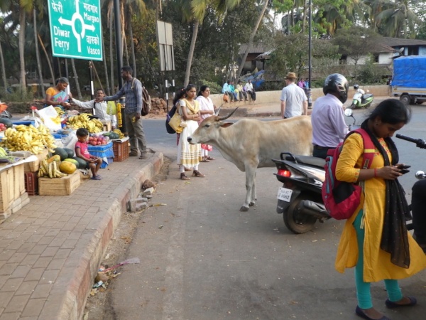 Die heiligen Kühe Indiens: Kühe werden verehrt