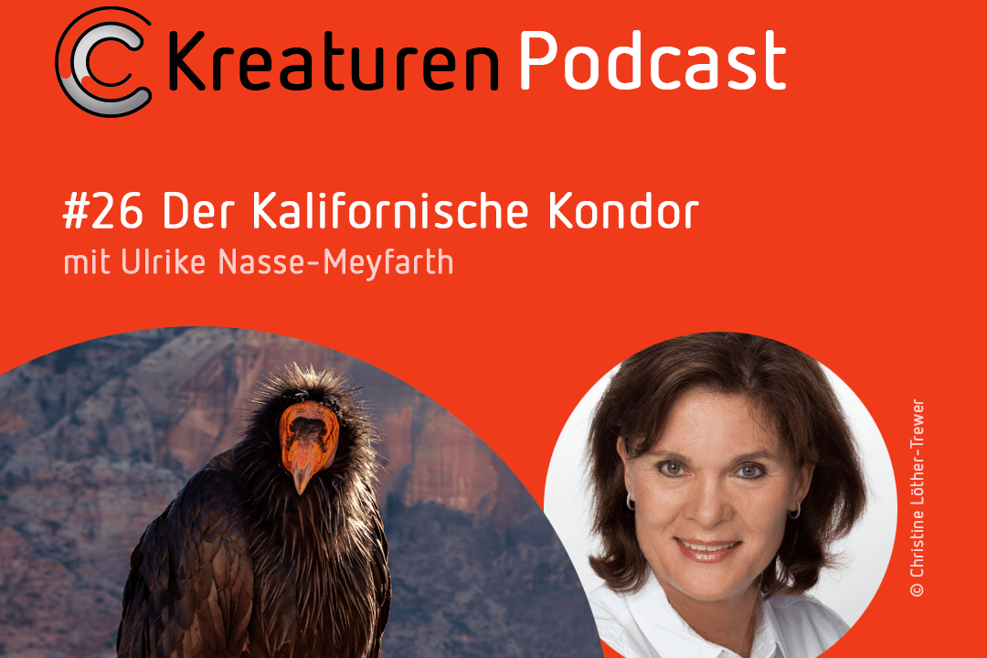 Der Kalifornische Kondor