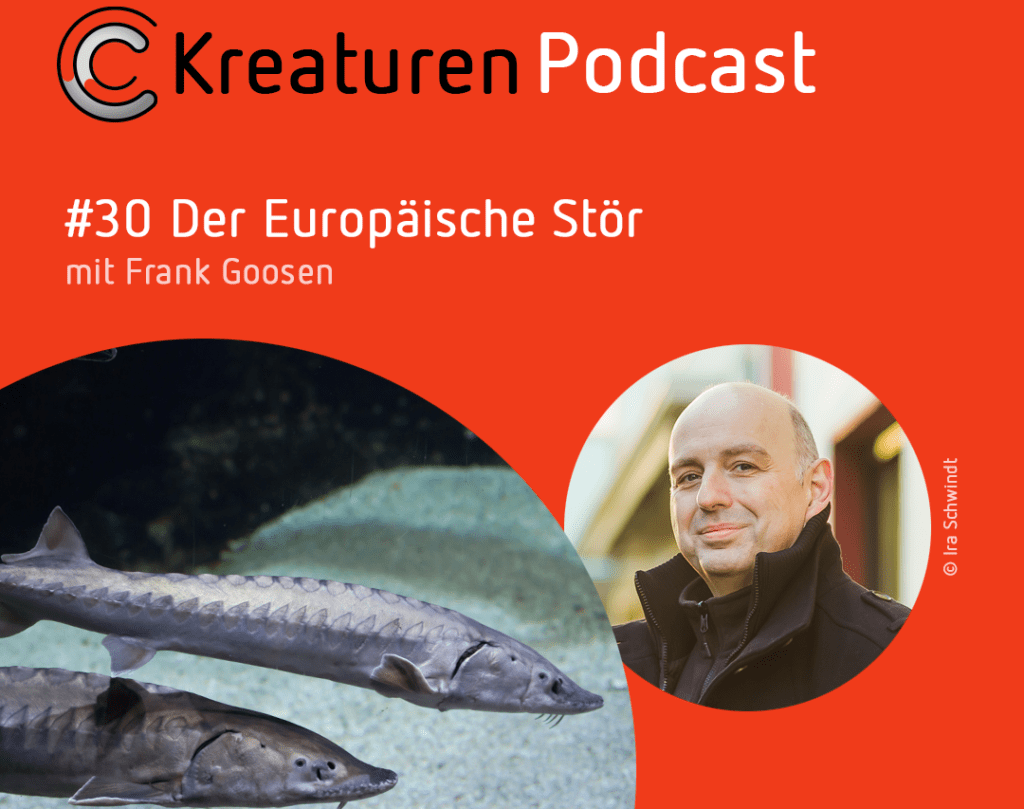 Bild von europäischem Stör und Frank Goosen