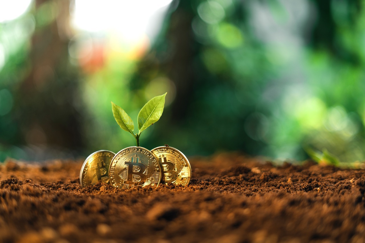 Bitcoin coins on the ground and leaves grow.