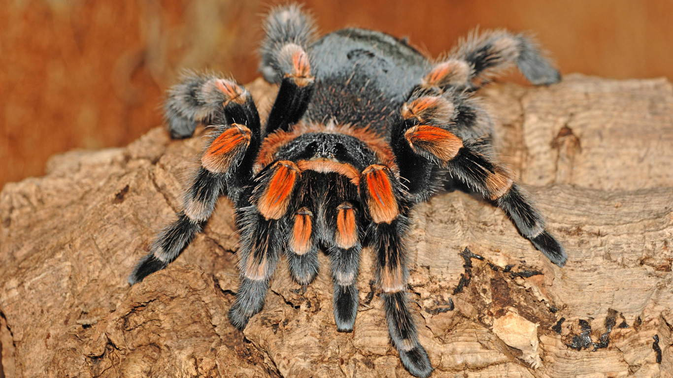 Die Ekligste Spinne Der Welt