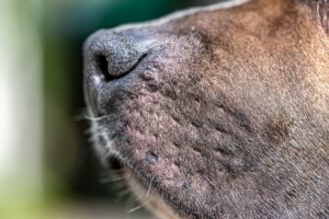 Tiere erschnüffeln Krankheiten