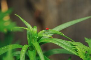 Eine Pflanze kann Schädlingsbefall an ihre Artgenossen kommunizieren.
