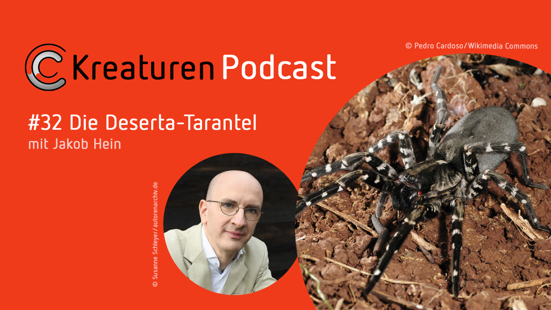 Die Deserta-Tarantel: Ein Foto der Deserta-Tarantel und ein Foto des Schriftstellers Jakob Hein