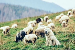 Polizei-, Trüffel- und Lawinenhund: Diese Hundeberufe gibt es