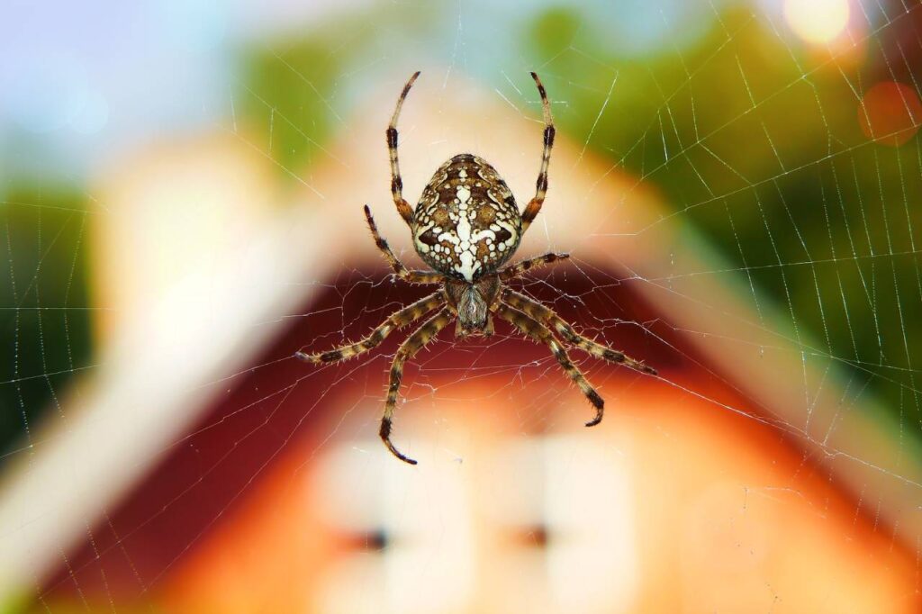 Spinnen einsaugen – Ja oder Nein?
