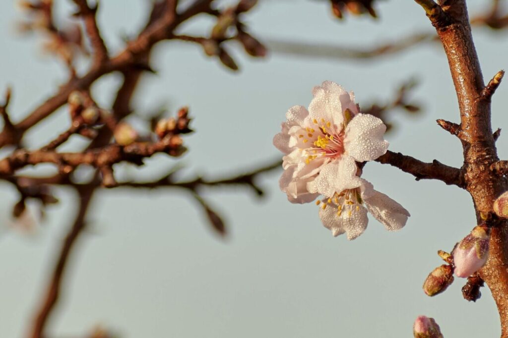 Eisheilige im Mai: Wie wahr sind Bauernregeln zum Frühlingsfrost?