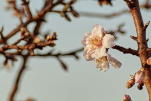 Eisheilige im Mai: Wie wahr sind Bauernregeln zum Frühlingsfrost?
