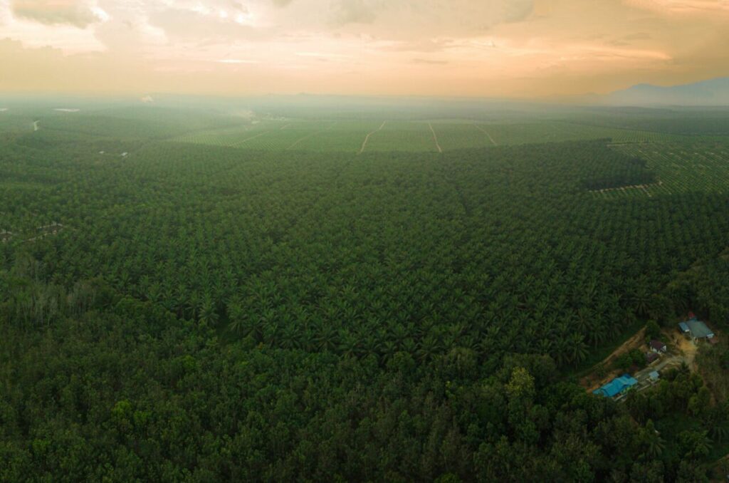 Die andere Ölkrise: Das Problem mit Palmöl