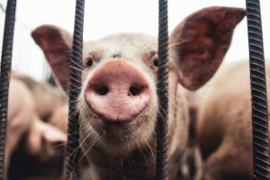 Ab wann beginnt Tierwohl?