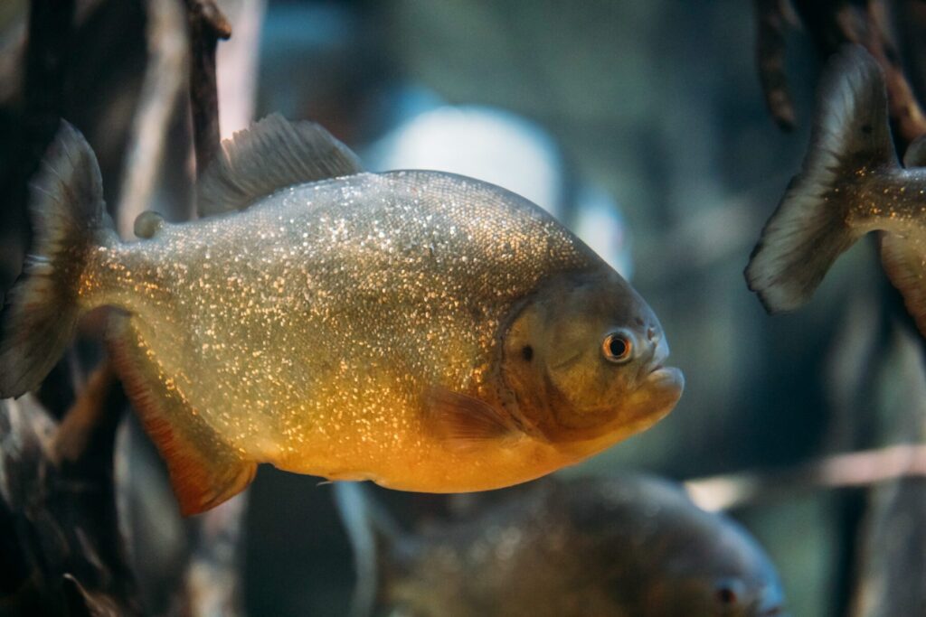 Piranha-Fisch-Envato