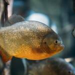 Piranha-Fisch-Envato