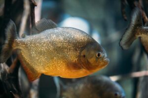 Piranha-Fisch-Envato